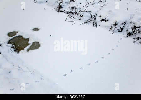 Les voies de passage de la neige en faisan dyke Banque D'Images