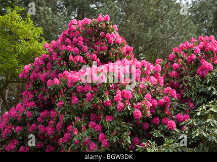 Rhododendron fleurs au printemps, UK Banque D'Images