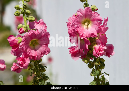 Roses trémières (Alcea rosea) Banque D'Images
