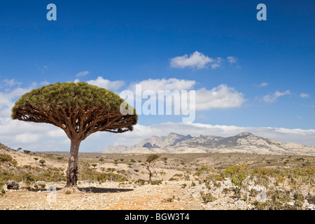 Dragonblood Socotra, arbre Banque D'Images
