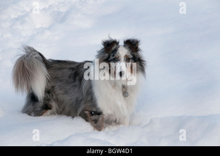 Portrait de chien Sheltie dans la neige. Banque D'Images