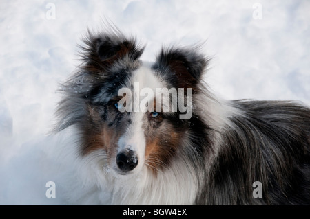 Portrait de chien Sheltie dans la neige. Banque D'Images