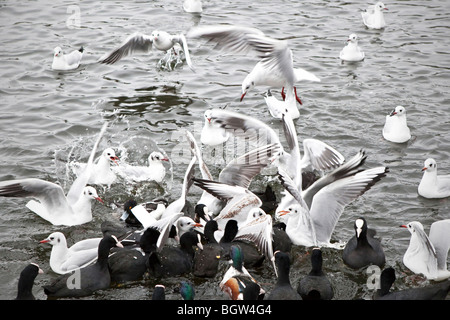 L'alimentation des canards et des mouettes Banque D'Images