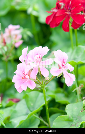 Fleurs et plantes utiles comme un arrière-plan Banque D'Images