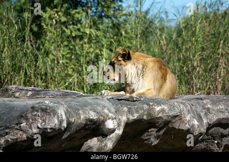 Un lion reposant au soleil. Banque D'Images