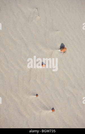 Des vagues de sable - formé par le vent et l'eau Banque D'Images