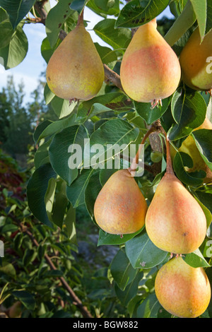 Poirier commun Pyrus communis, Banque D'Images