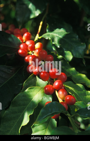 Kona coffee venu 'cherry' sur l'arbre ; South Kona, Île d'Hawaï. Banque D'Images