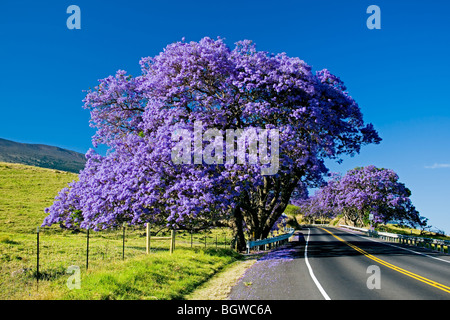 Jacarandas en fleurs le long de routes de campagne. Elles fleurissent au printemps et laisser un tapis de pétales pourpre sur l'autoroute. Banque D'Images