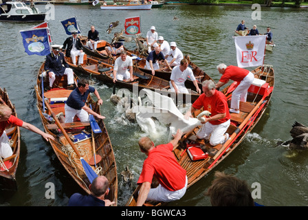 La cérémonie annuelle de Swan augmentant à Henley-on-Thames. C'est l'ancien Recensement annuel des reines de cygnes sur la Tamise. Banque D'Images