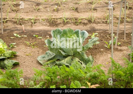 Grand chou (Brassica oleracea var. capitata) croissant sur un allotissement terrain avec les carottes de plus en plus l'avant-plan Banque D'Images