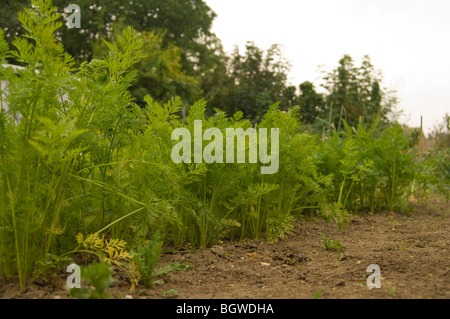 Faible niveau de la rangée de jeunes carottes (Daucus carota ssp. sativus) croissant sur un allotissement Banque D'Images