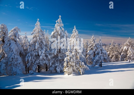 En hiver, la montagne nature Banque D'Images