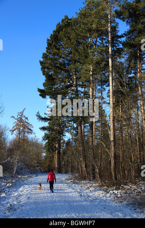 Walker et de chien de neige Hiver Sherwood Forest Country Park Visitor Centre Bretagne Angleterre UK Banque D'Images