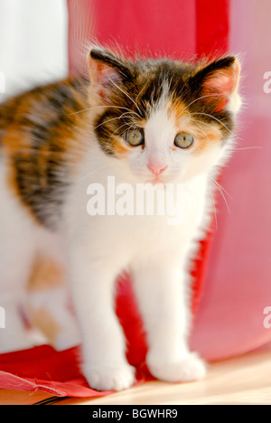 Chaton Banque D'Images