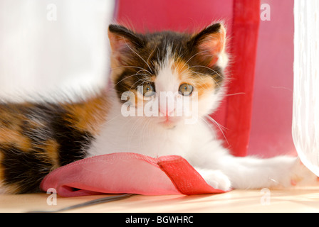 Chaton Banque D'Images