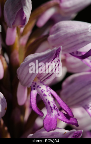 Helmet orchid (Orchis militaris) Banque D'Images