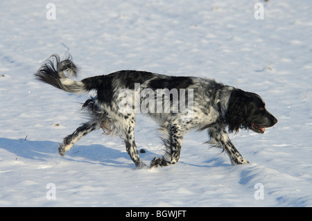 Grand Epagneul (Canis lupus f. familiaris) Banque D'Images