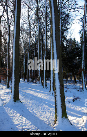 Arbres enneigés hiver Sherwood Forest Country Park Visitor Centre Bretagne Angleterre UK Banque D'Images