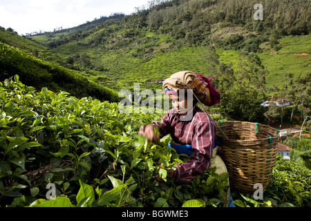 Cueilleurs de thé de travailler sur le plateau Chamraj Estate, Tamil Nadu, Inde Banque D'Images