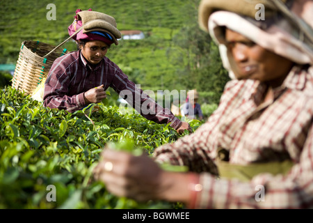 Cueilleurs de thé de travailler sur le plateau Chamraj Estate, Tamil Nadu, Inde Banque D'Images