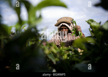 Cueilleurs de thé de travailler sur le plateau Chamraj Estate, Tamil Nadu, Inde Banque D'Images