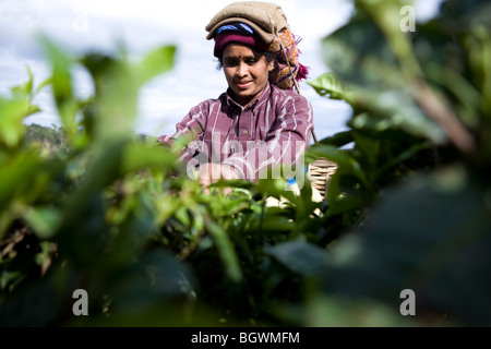 Cueilleurs de thé de travailler sur le plateau Chamraj Estate, Tamil Nadu, Inde Banque D'Images