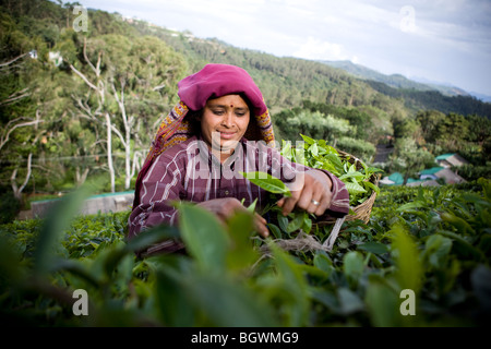 Cueilleurs de thé de travailler sur le plateau Chamraj Estate, Tamil Nadu, Inde Banque D'Images