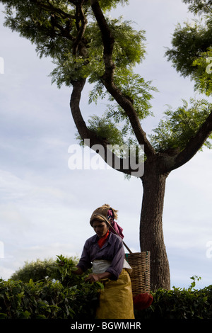 Cueilleurs de thé de travailler sur le plateau Chamraj Estate, Tamil Nadu, Inde Banque D'Images