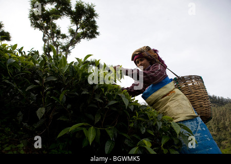 Cueilleurs de thé de travailler sur le plateau Chamraj Estate, Tamil Nadu, Inde Banque D'Images