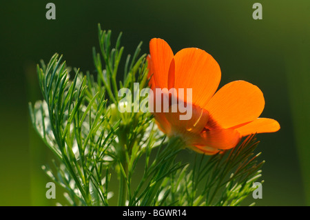 Adonis d'été (Adonis aestivalis) Banque D'Images