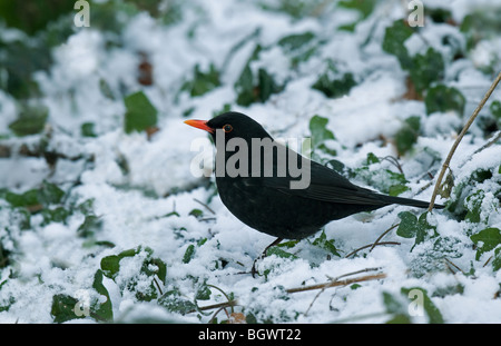 Blackbird mâle dans la neige Banque D'Images