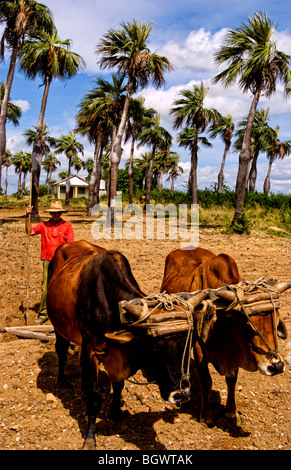 L'agriculture à l'ancienne dans les champs de tabac dans les montagnes de la Sierra del Rosario, à l'aide de boeufs champs ploiwing Banque D'Images