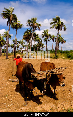 L'agriculture à l'ancienne dans les champs de tabac dans les montagnes de la Sierra del Rosario, à l'aide de boeufs champs ploiwing Banque D'Images