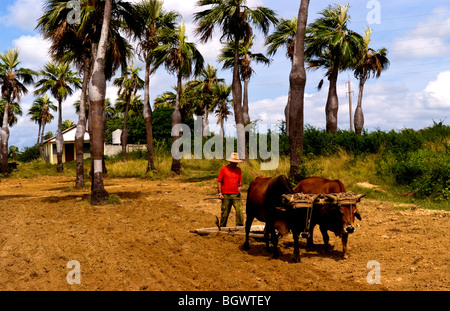 L'agriculture à l'ancienne dans les champs de tabac dans les montagnes de la Sierra del Rosario, à l'aide de boeufs champs ploiwing Banque D'Images