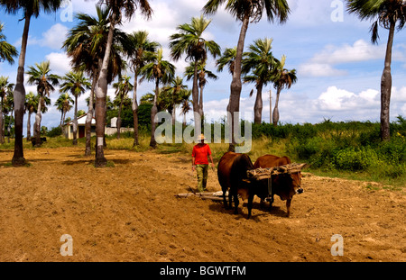 L'agriculture à l'ancienne dans les champs de tabac dans les montagnes de la Sierra del Rosario, à l'aide de boeufs champs ploiwing Banque D'Images