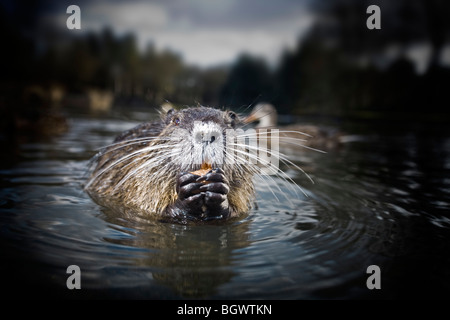 En hiver, un ragondin (Myocastor ragondin) par la rivière (Vichy - France). Vichy, un ragondin au bord d'un cours d'eau en hiver. Banque D'Images