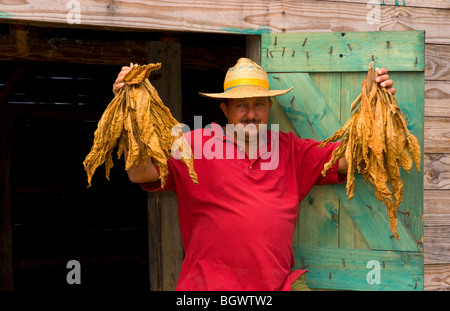 Agriculteur près de grange pour sécher le tabac dans les champs de tabac dans des méthodes primitives dans la Sierra del Rosario Cuba Banque D'Images