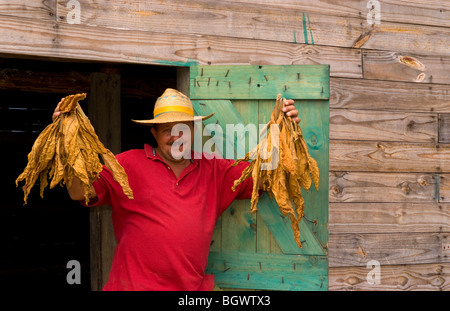 Agriculteur près de grange pour sécher le tabac dans les champs de tabac dans des méthodes primitives dans la Sierra del Rosario Cuba Banque D'Images