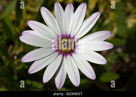 Blanche Fleur Osteospermum Pim Close up Banque D'Images