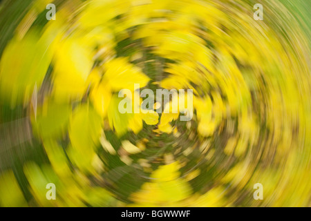 Feuilles vert tournant au jaune en automne Banque D'Images