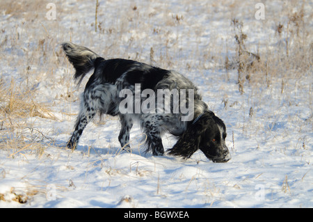 Grand Epagneul (Canis lupus f. familiaris) Banque D'Images