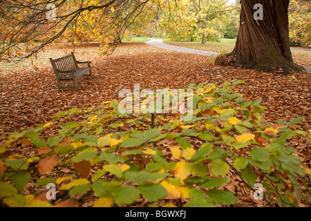 Couleurs d'automne sous un hêtre en automne au Royal Botanic Gardens, Kew, Surrey, England, UK Banque D'Images