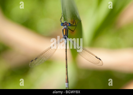 Demoiselle Lestes sponsa émeraude mâle Banque D'Images