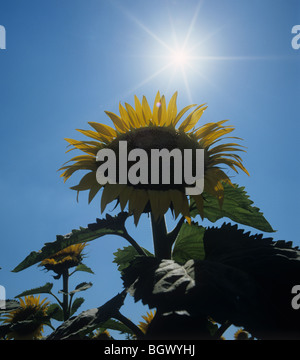 Tête de tournesol jaune contre un soleil d'été vif et ciel bleu profond, Toscane, Italie Banque D'Images