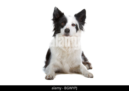 Gros plan du chien Border Collie isolé sur fond blanc Banque D'Images