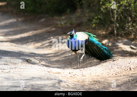 Peacock (Pavo cristatus), la réserve de tigres de Ranthambhore, Inde. Banque D'Images