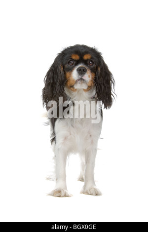 Un Cavalier King Charles Spaniel chien isolé sur blanc. Banque D'Images