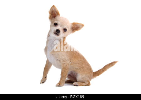 Chiot Chihuahua à poil court isolé sur fond blanc Banque D'Images