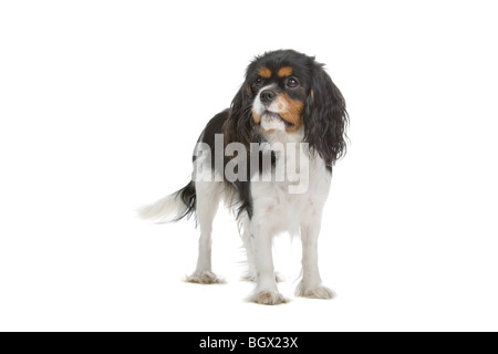 Un Cavalier King Charles Spaniel chien isolé sur blanc. Banque D'Images